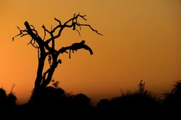 Leoparden ruhen im Abendrot auf den &Auml;sten eines abgestorbenen Ahnenbaums.