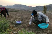Familienvater und Safrananbauer Ali Schamlu bei der Ernte Familienvater und Safrananbauer Ali Schamlu bei der Ernte