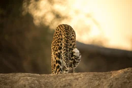 Leopardin &ldquo;Olimba&rdquo; entfernt sich auf der Suche nach ihrem verschwundenen Jungtier.