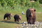 Eine Braunbärin mit ihren Jungen. Wenn die Lachse den Amur hinaufziehen, führt die Bärenmutter ihre Jungen zum Fluss.