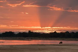 Am Luangwa geht die Sonne auf. Ein Flusspferd streunt am Flussufer herum.