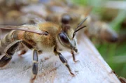 Das „Tanzen“ der Bienen ist ein seit der ersten Hälfte des 20. Jahrhunderts bekanntes Kommunikationssignal. Die Choreographie zeigt ihnen die zurückzulegende Strecke und die Ausrichtung der Blüten in Bezug auf die Sonne an. Das „Tanzen“ der Bienen ist ein seit der ersten Hälfte des 20. Jahrhunderts bekanntes Kommunikationssignal. Die Choreographie zeigt ihnen die zurückzulegende Strecke und die Ausrichtung der Blüten in Bezug auf die Sonne an.