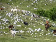 Geschickt rennt die Herde den Berg zwischen den gefährlich scharfen Felsen hinunter. Geschickt rennt die Herde den Berg zwischen den gefährlich scharfen Felsen hinunter.