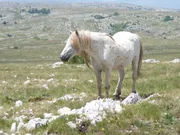 Die Narben älterer Hengste erzählen von vielen Kämpfen in ihrem Leben. Die Narben älterer Hengste erzählen von vielen Kämpfen in ihrem Leben.