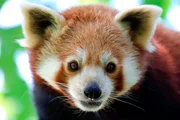 Auch im Alter können Kleine Pandas noch ganz schön flink sein. Auch im Alter können Kleine Pandas noch ganz schön flink sein.