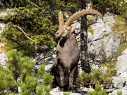 Ein älterer, kräftiger Steinbock an der Südseite der Benediktenwand geniesst im Herbst die Abendsonne. Ein älterer, kräftiger Steinbock an der Südseite der Benediktenwand geniesst im Herbst die Abendsonne.