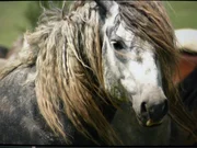 Ein grauer Hengst. Ein grauer Hengst.