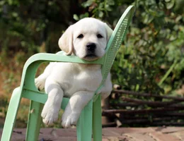 yellow labrador puppy in the garden sitting on an old green chair