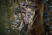 Einstein — Inzucht bedroht Schweizer Wildbestand — Junger Luchs in der Schweiz Einstein — Inzucht bedroht Schweizer Wildbestand — Junger Luchs in der Schweiz