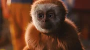 Aus dem Nichts taucht bei der trauernden Familie eine kleine, muntere Gibbon-Affendame auf, die Frank auf wundersame Weise an seine verstorbene Schwester erinnert.