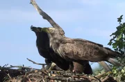 Eine Seeadlerin mit ihrem Jungtier in ihrem Nest: Die naturbelassenen Abschnitte der Drau bieten unzähligen Vogelarten einen Lebensraum.