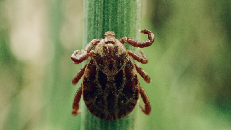 Parasiten packen aus (F, 2025)