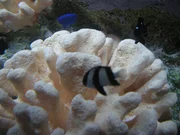 Korallen und Fische
