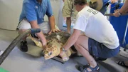 One of Gumbo Limbo's rescued sea turtles. One of Gumbo Limbo's rescued sea turtles.
