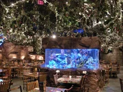 Das Rainforest Caf&eacute; Aquarium in Orlando
