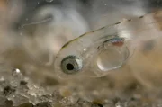 Ein frisch geschlüpfter Grunion