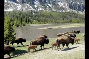 Der Yellowstone-Nationalpark im Nordwesten der USA ist Heimat der letzten wilden Bisons. Hier finden sie üppiges Weideland. Der Yellowstone-Nationalpark im Nordwesten der USA ist Heimat der letzten wilden Bisons. Hier finden sie üppiges Weideland.