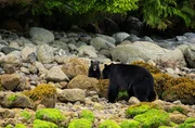 Ein Schwarzb&auml;renjunges sucht Schutz bei seiner Mutter an der K&uuml;ste von British Columbia, Kanada.