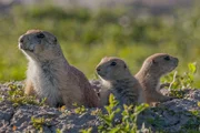 In den Weiten Norddakotas passt eine Pr&auml;riehund-Mutter auf ihre Jungen auf.