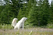 Eisbären im kanadischen Küstenwald. Eisbären im kanadischen Küstenwald.