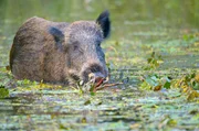 Die Laubschichten in den Feuchtgebieten sind eine Nahrungsquelle für Wildschweine.