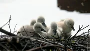 Im Frühsommer sieht man überall auf der Alster Schwanenküken in den Nestern.