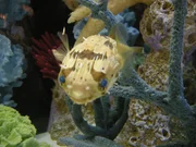 Inside of the fish tank. Inside of the fish tank.