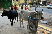 Heilige Kühe in Neu-Dehli. Sie laufen frei herum und ernähren sich hauptsächlich von Abfall. Heilige Kühe in Neu-Dehli. Sie laufen frei herum und ernähren sich hauptsächlich von Abfall.