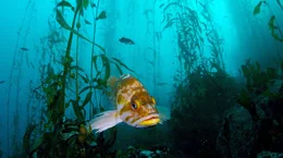 Ein Stachelkopf im Kelpwald
