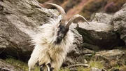 Wilde Ziegen leben schon seit Jahrtausenden in unzug&auml;nglichen Regionen der walisischen Berge.