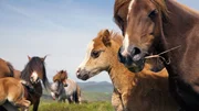 In den Weiten der Hochebenen kann man auf freilebende walisische Bergponies treffen.