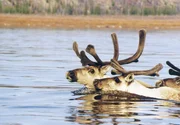 Jährlich ziehen hunderttausend Karibus in die Tundra, um dort ihre Jungen zu gebären. Immer in ihrer Nähe: Wölfe.