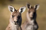 Graue Riesenk&auml;ngurus im Namadgi-Nationalpark in Australien.