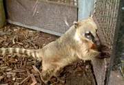 Nasebärbaby Tom (ARD/HR GIRAFFE, ERDM?NNCHEN & CO. Folge 8). Nasebärbaby Tom (ARD/HR GIRAFFE, ERDM?NNCHEN & CO. Folge 8).