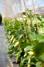 Der Gemüseanbau (hier Paprika) ist ein Betriebszweig auf dem Luisenhof.