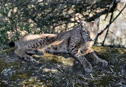 Iberischer Luchs