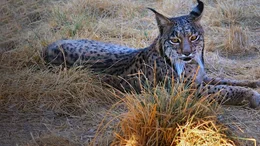 Iberischer Luchs  +++ Die Verwendung des sendungsbezogenen Materials ist nur mit dem Hinweis und Verlinkung auf RTL+ gestattet. +++