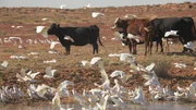 Cows and a flock of birds