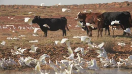 Cows and a flock of birds
