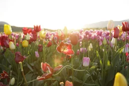Tulpenfeld in Abbotsford   Die Verwendung des sendungsbezogenen Materials ist nur mit dem Hinweis und Verlinkung auf RTL+ gestattet.