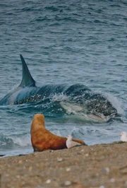 Seelöwen gegen Orcas Seelöwen gegen Orcas