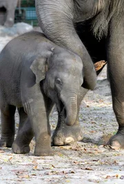 Viel Milchtrinken, Zunehmen und Wachsen ist das eine. Ebenso wichtig das Spielen. Zum Glück gibt es genügend Tanten und eine Schwester für das acht Tage alte asiatische Elefantenkind Koraya im Zoo.