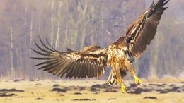 An eagle