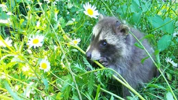 A racoon