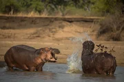 Ein dominanter Hippo-Bulle bedroht einen jüngeren Nebenbuhler, indem er seinen Kopf von einer Seite zur anderen schwingt, wobei seine rasiermesserscharfen Eckzähne durch das Wasser pflügen.