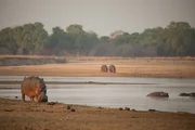 Hippobulle am Strand