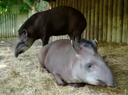 Die Tapire Fietje und Ronja.