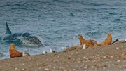 Seel&ouml;wen gegen Orcas
