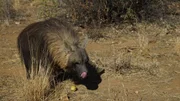 How do hyenas eat everything? &ndash; Hyenas demonstrating how they really do eat everything.