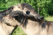 Tarpan-Nachfahren, die Koniks, bei der Fellpflege.